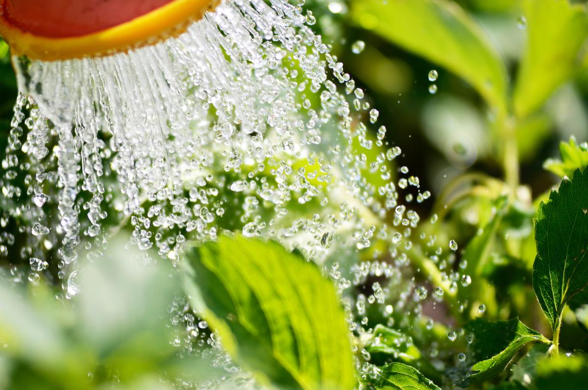 New sensors show when plants need water