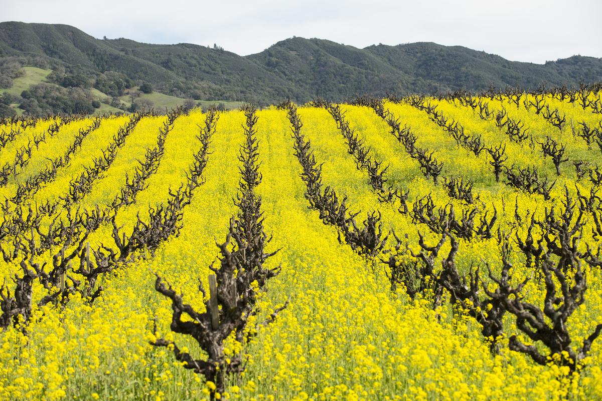 Cover crops help moderate soil temperature