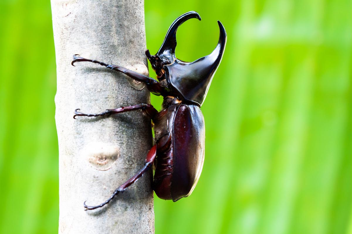 Could eating BUGS be the way of the future?