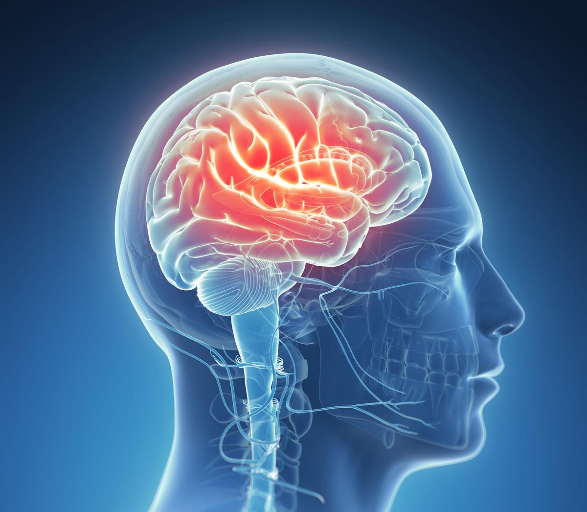 Our brains grow as we learn, and then make cuts