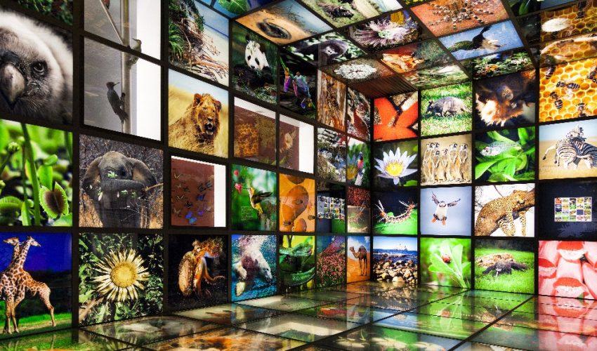 Study: Biodiversity on Earth connected to oxygen levels