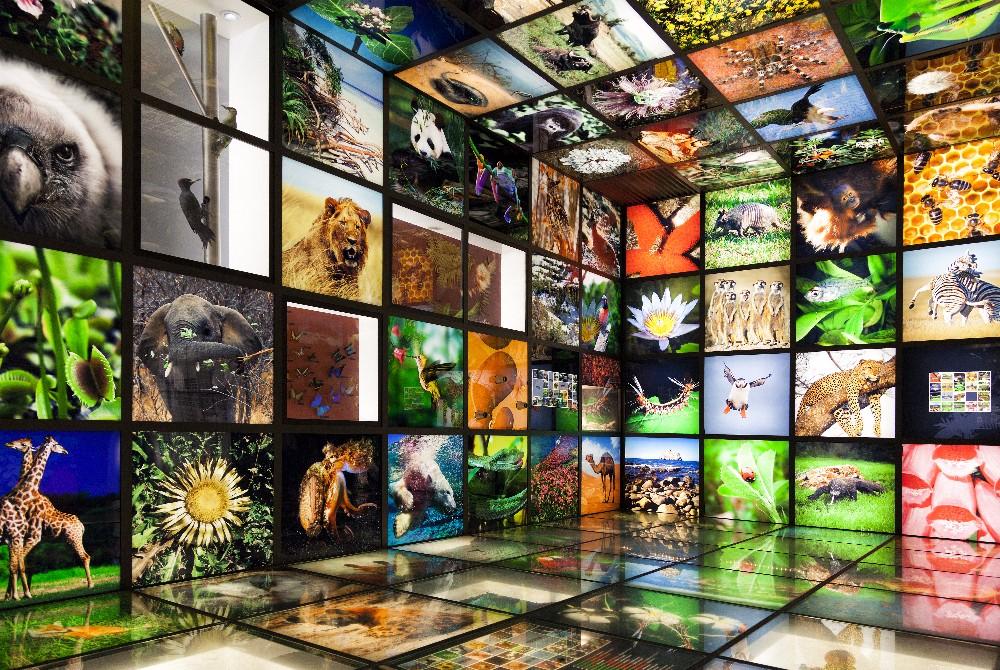 Study: Biodiversity on Earth connected to oxygen levels