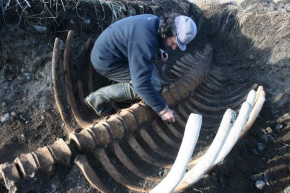 Skeletal sea monster found on Russian island – without its head