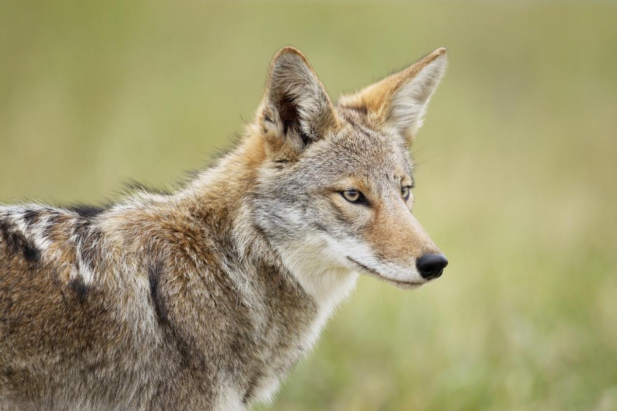 Eastern coyotes are becoming more like wolves