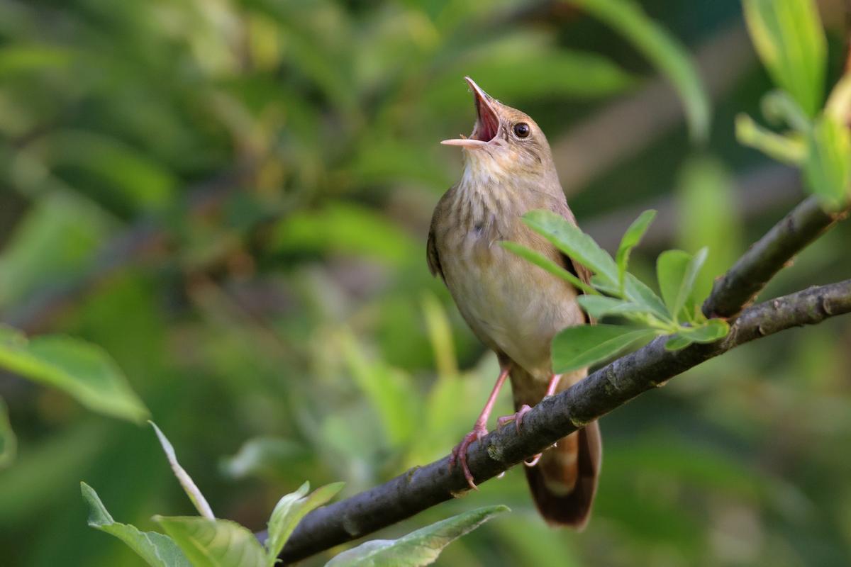 Do humans and birds learn speech the same way?