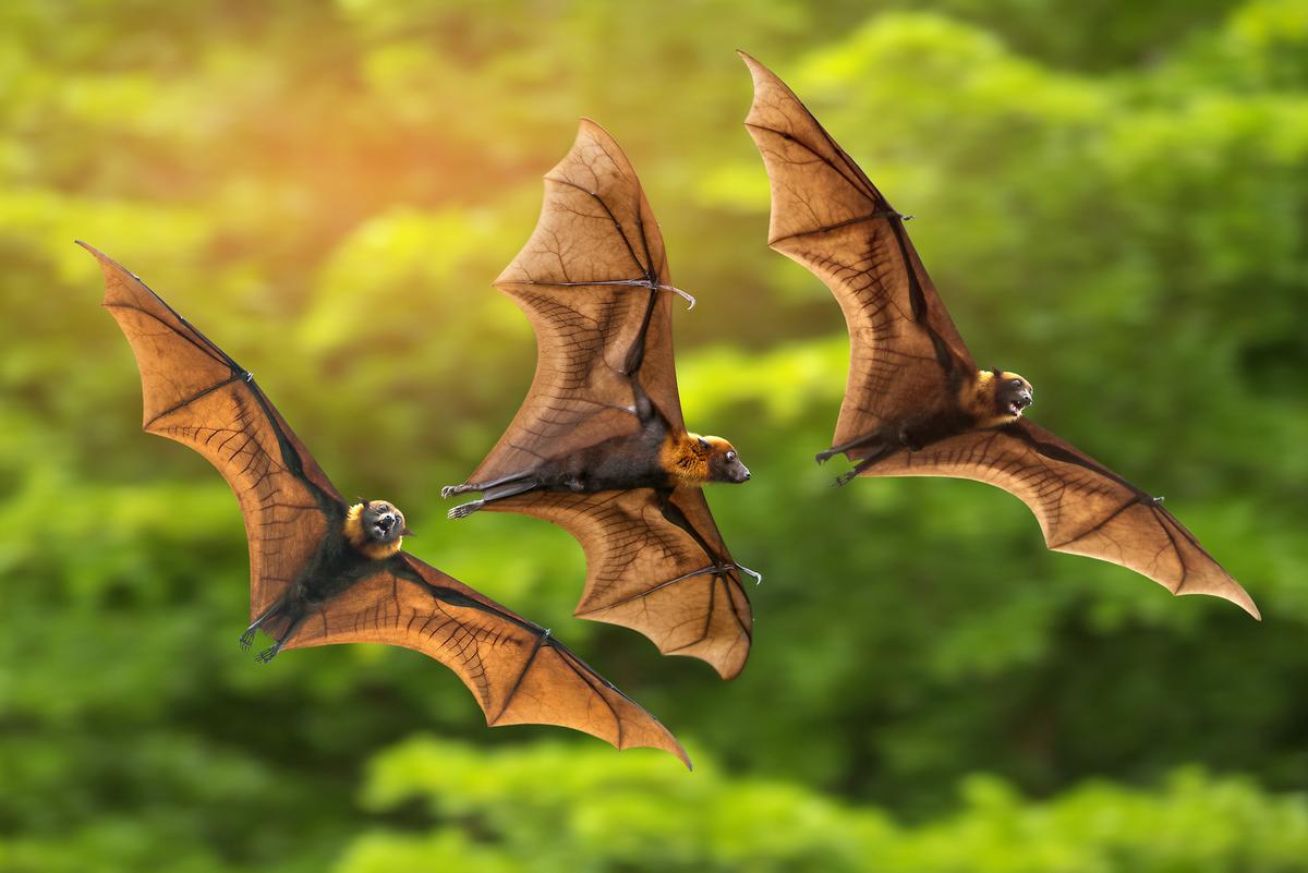 How bats use echolocation to hunt prey