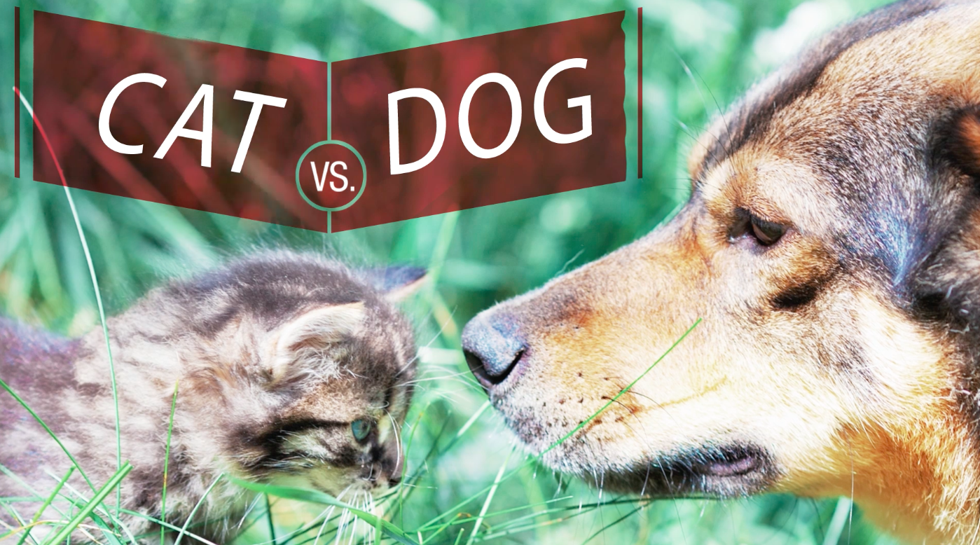 Why dogs might be smarter than cats