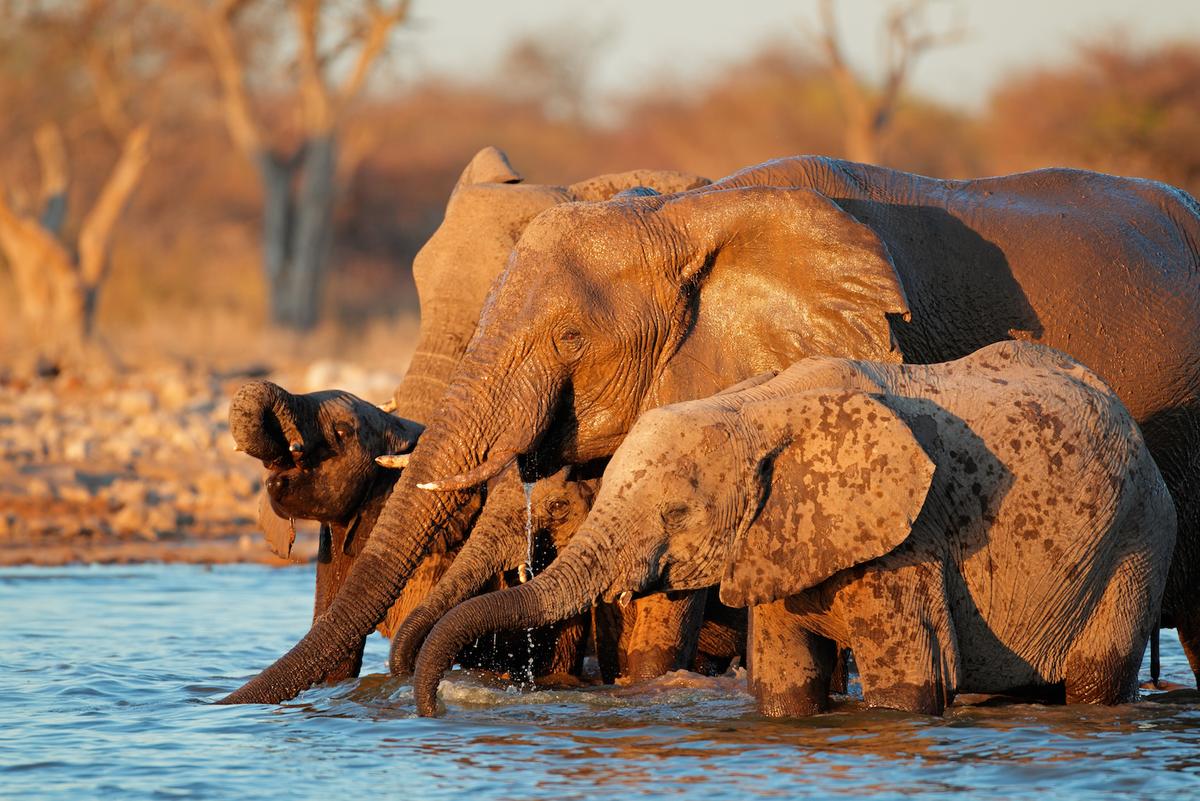 A safe place for elephants in Africa
