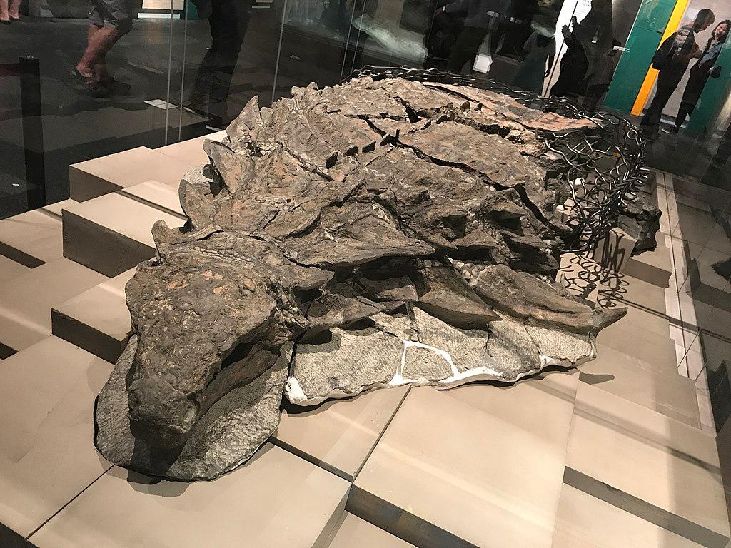 New dinosaur had armor for protection – and attraction