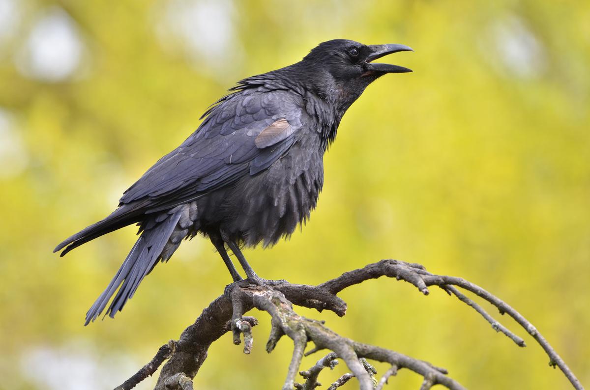 Crows fashion hooks out of wood to get food