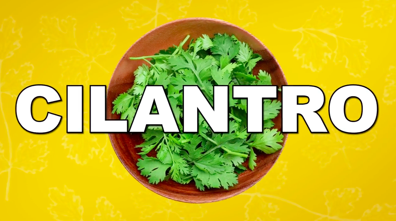 Why cilantro has such a polarizing taste