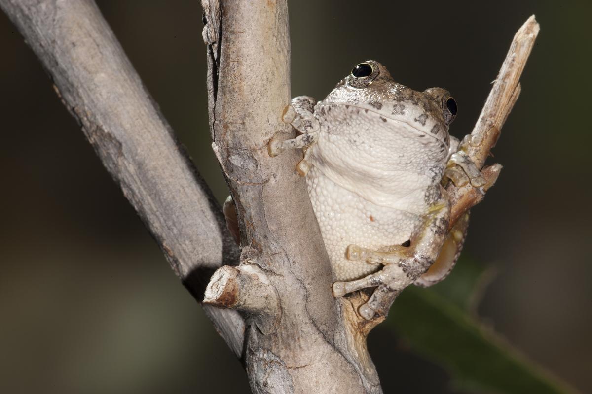 Earth.com exclusive: The Canyon Tree Frogs of Bear’s Ears