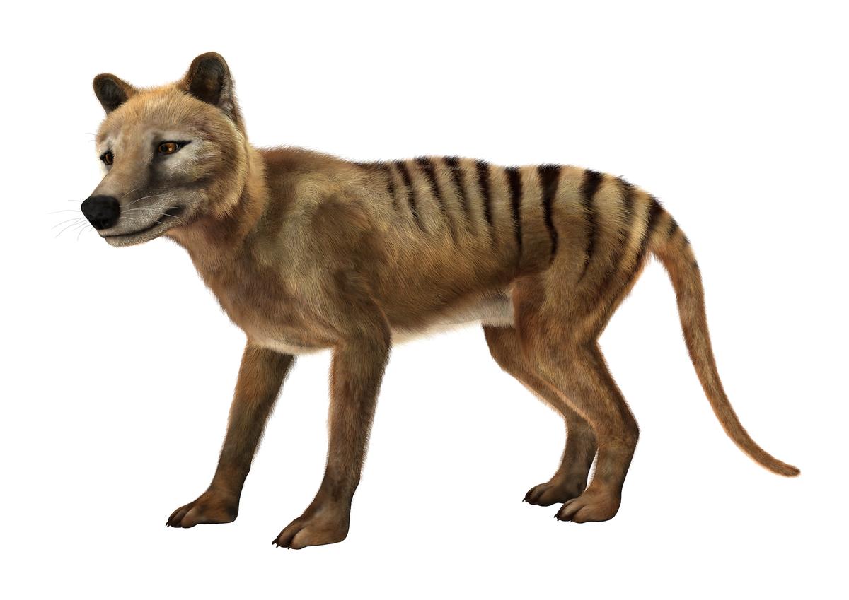 Bringing Tasmanian tigers back from extinction