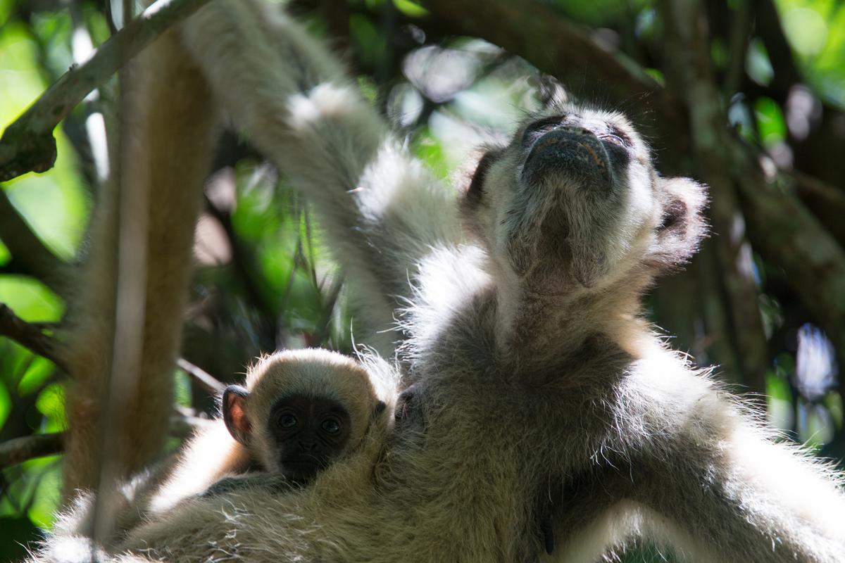 New strategies for saving an endangered species