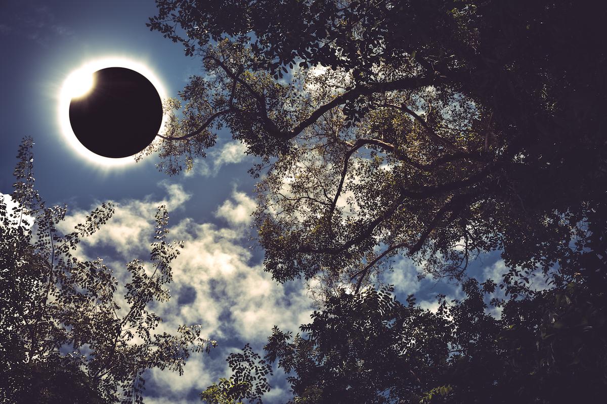 Plants respond unexpectedly to a total eclipse