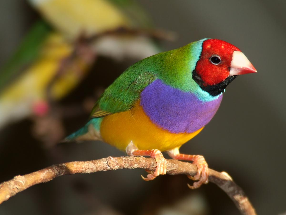 10 of the world’s most colorful animals