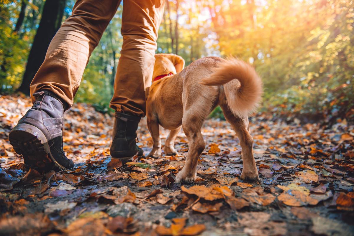 Earth.com exclusive: Hiking With Dogs