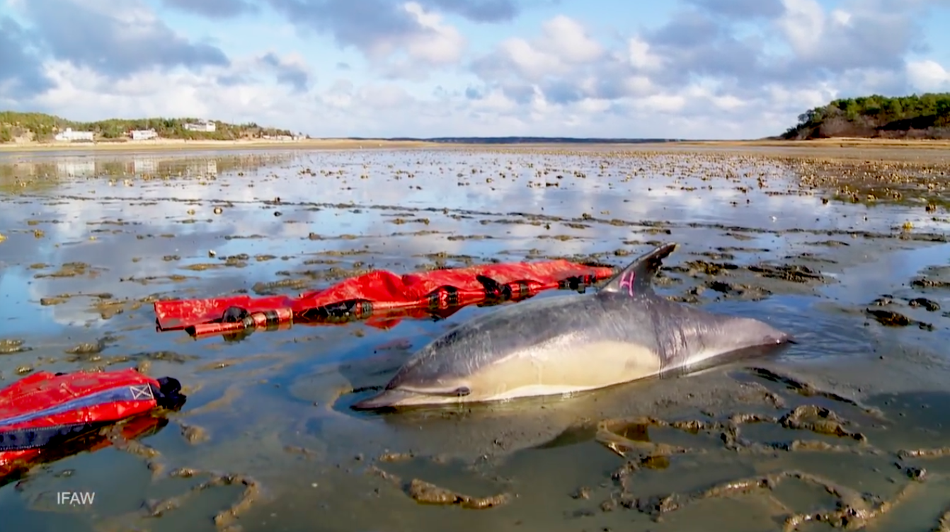 Saving dolphins from space