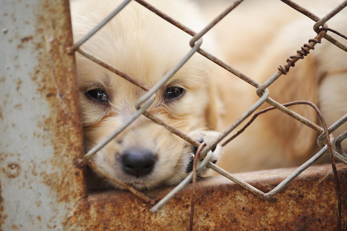 UK Prime Minister aims to eliminate puppy mills