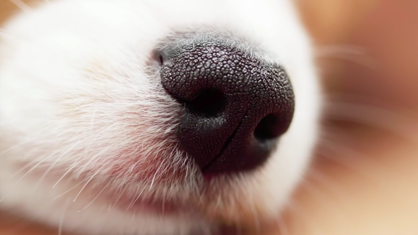 How dogs have such a strong sense of smell