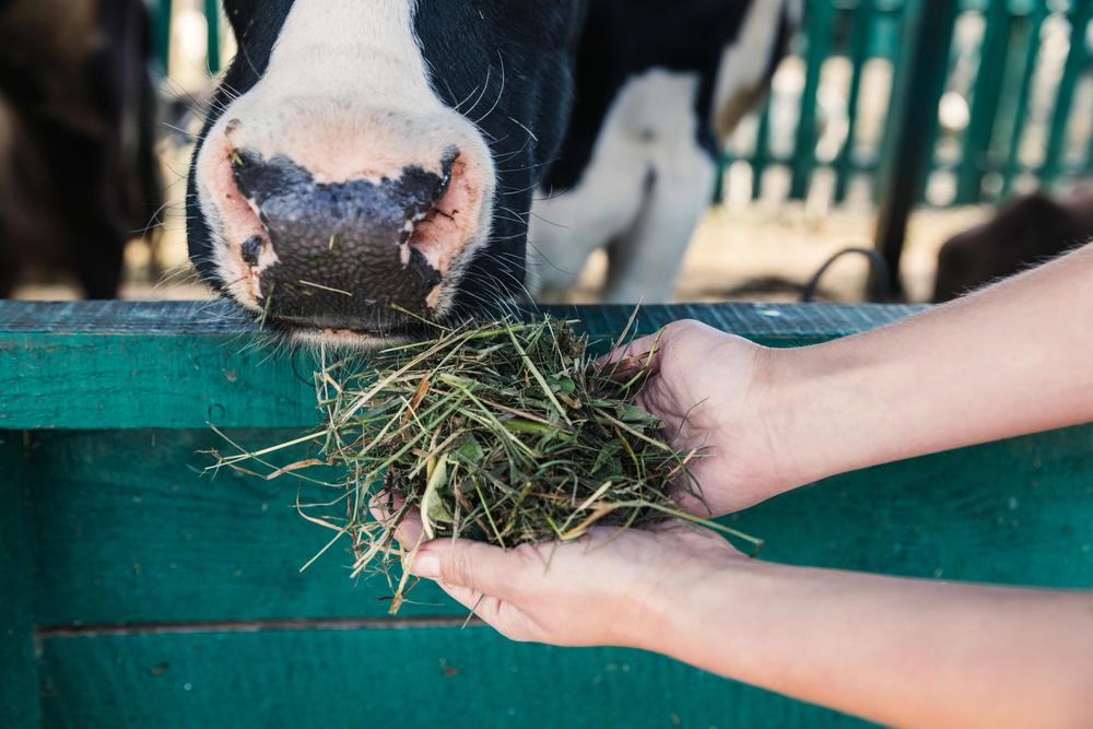 More digestible grasses could help cows and cars alike