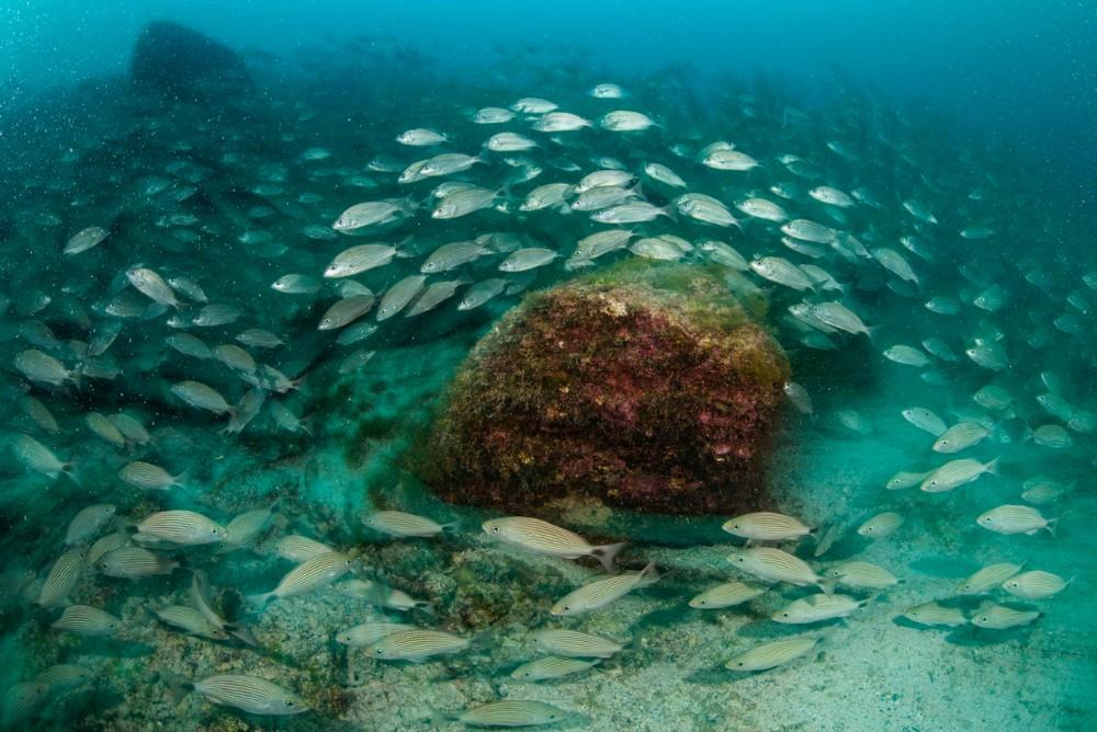 Counting fish just got a whole lot easier thanks to hydroacoustics