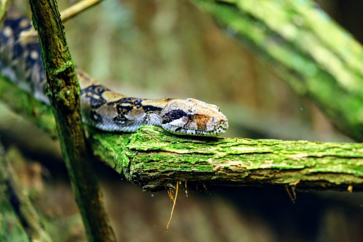 How snakes move in a straight line