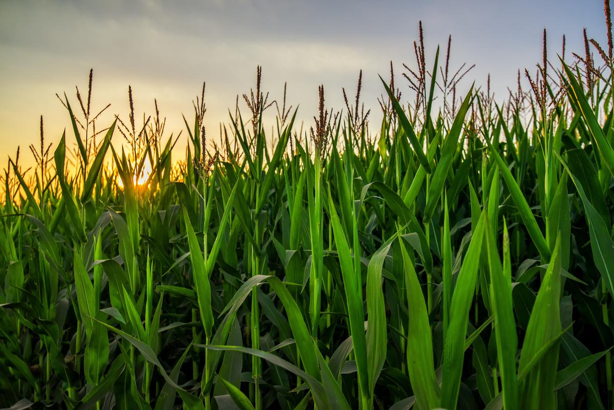 Global warming is changing the way plants grow