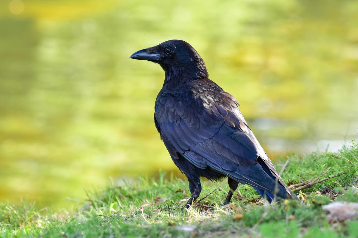 Crows make their own tools for catching food
