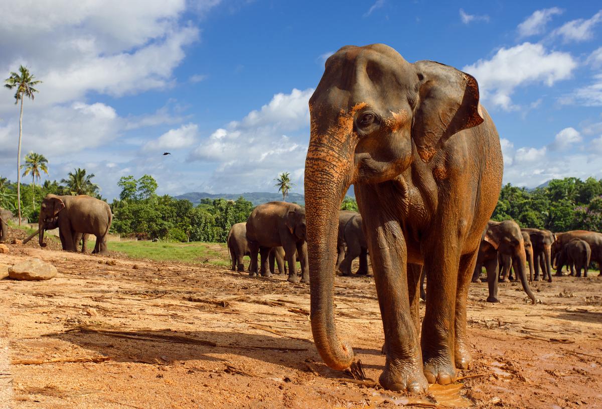 Sri Lankan elephants are afraid of honey bees