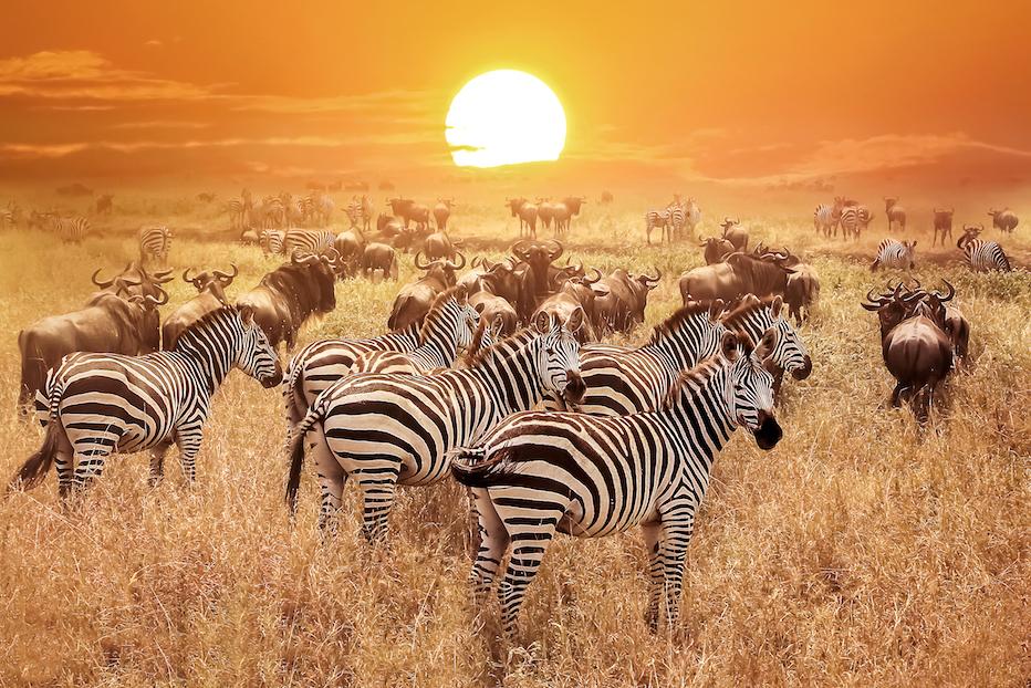 New models help estimate global biodiversity