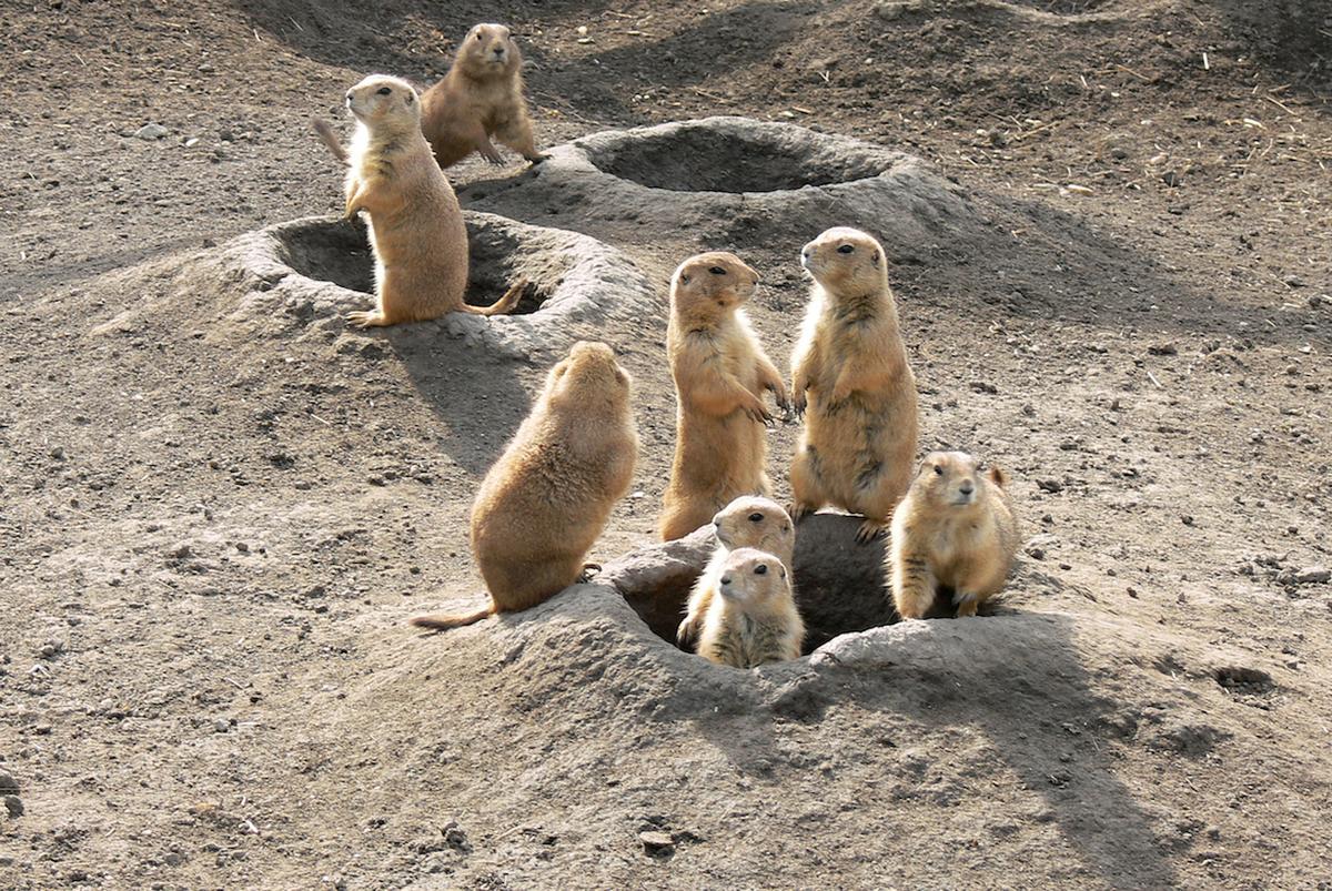 Why the Prairie Dog is a true underdog