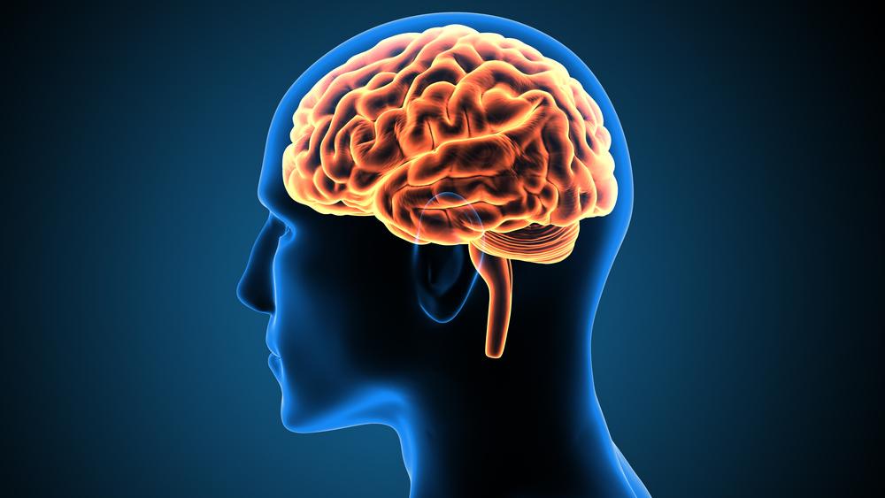 Round brains emerged only recently in human evolution