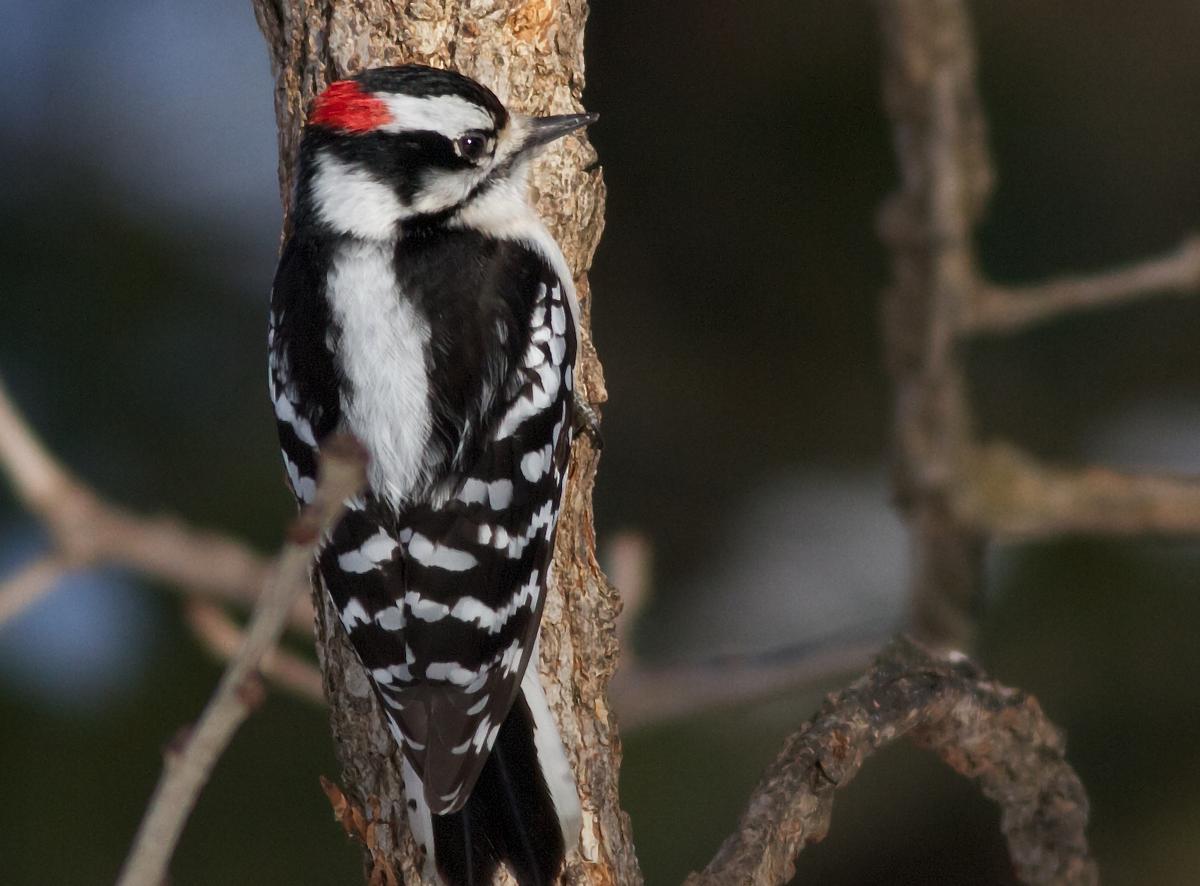 Do woodpeckers get brain damage?