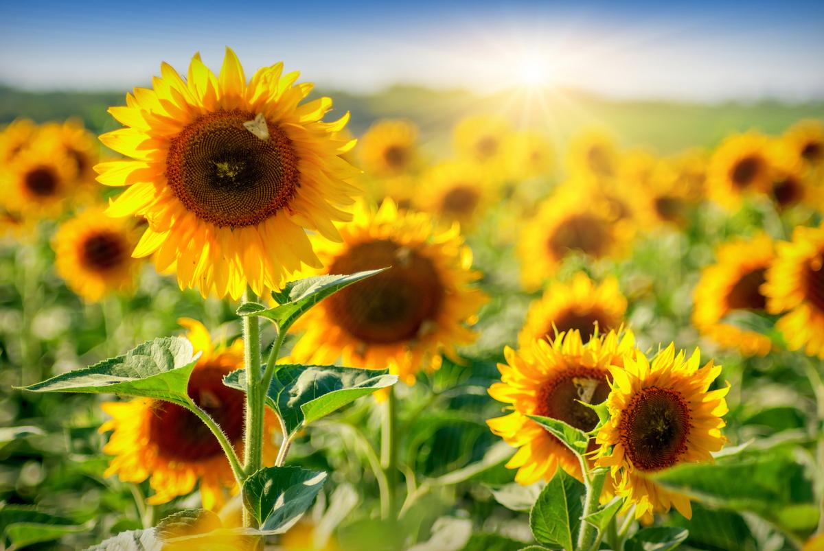 How long have flowers been on Earth?