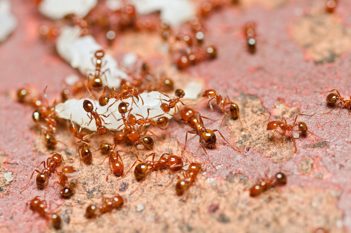 New methods to control invasive fire ants