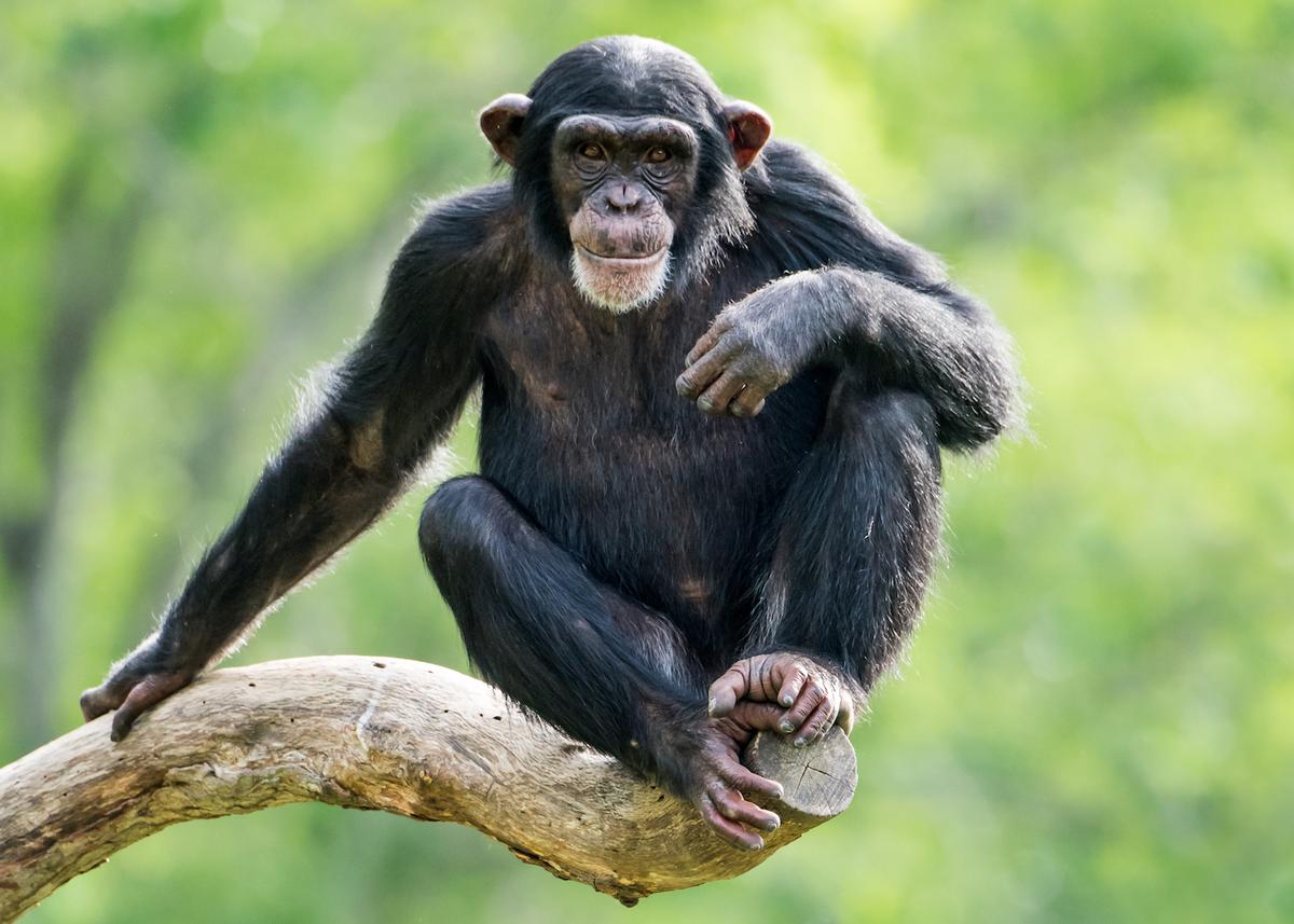 Self-control is tied to general intelligence