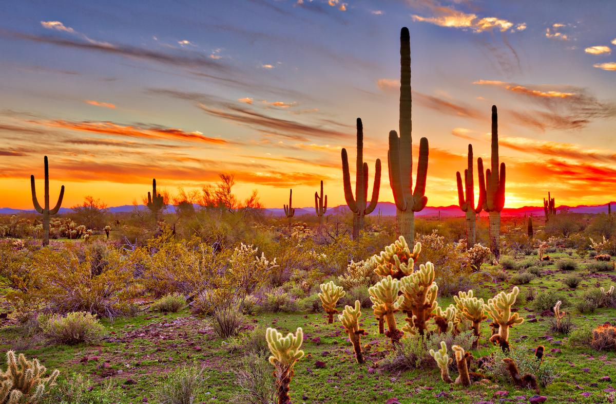 Cacti, birds, and life in the Sonoran Desert
