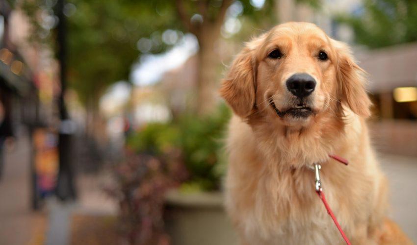 When it comes to mental health, pets may help more than harm