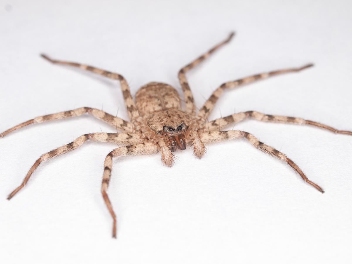 These spiders are the fastest spinners on Earth