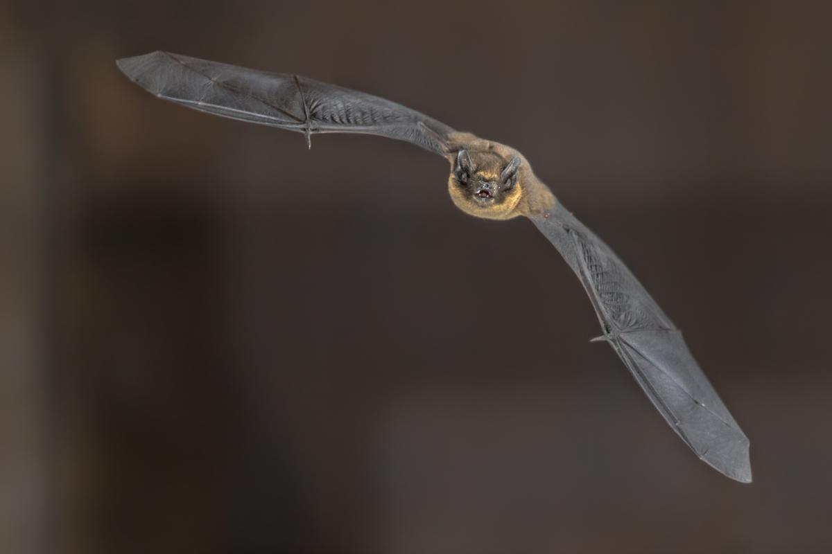Noise navigation: How animals use echolocation