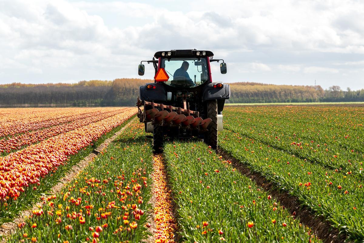 How plants protect themselves from heat stress