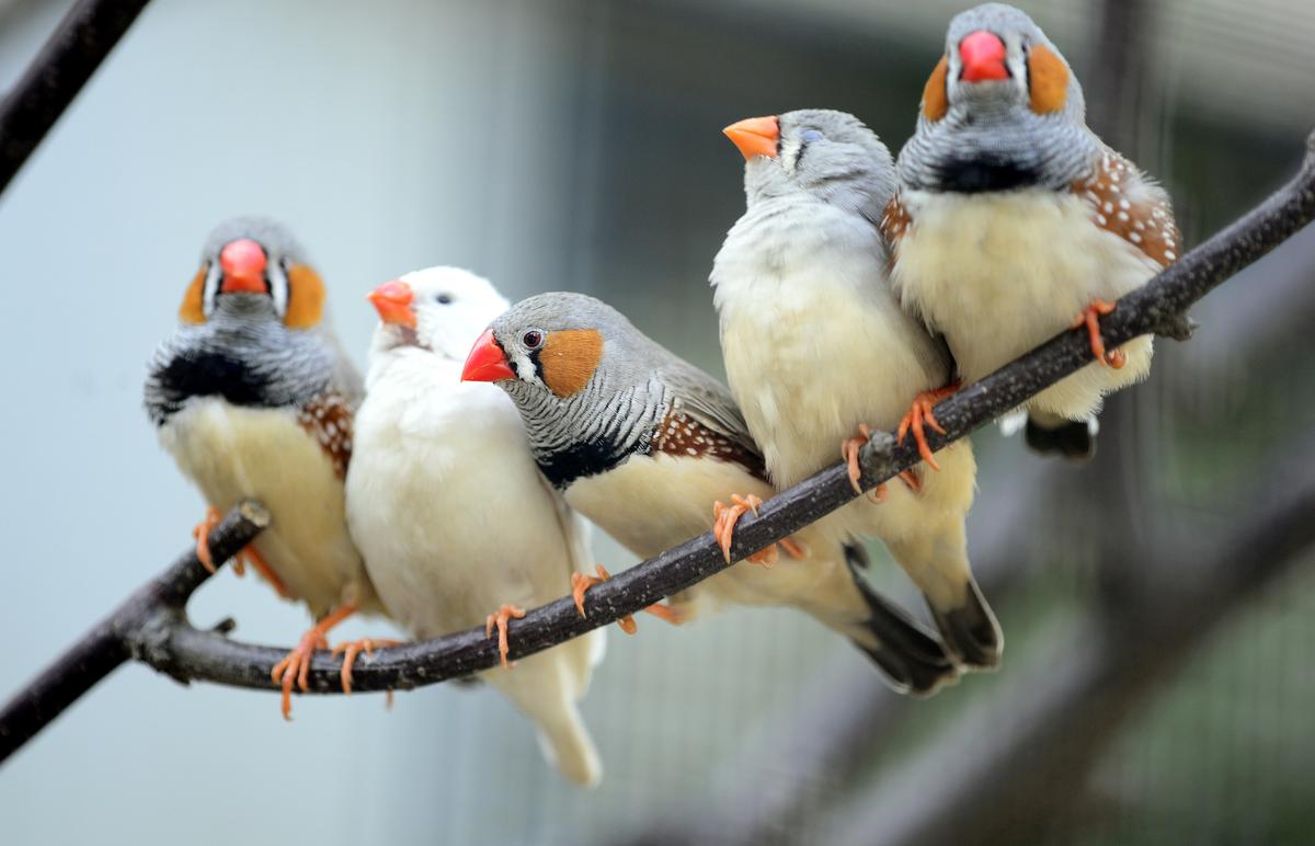Zebra finches sing in their sleep