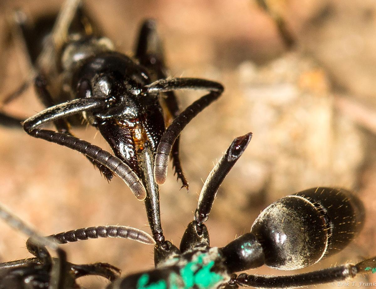 Ants treat each other’s wounds