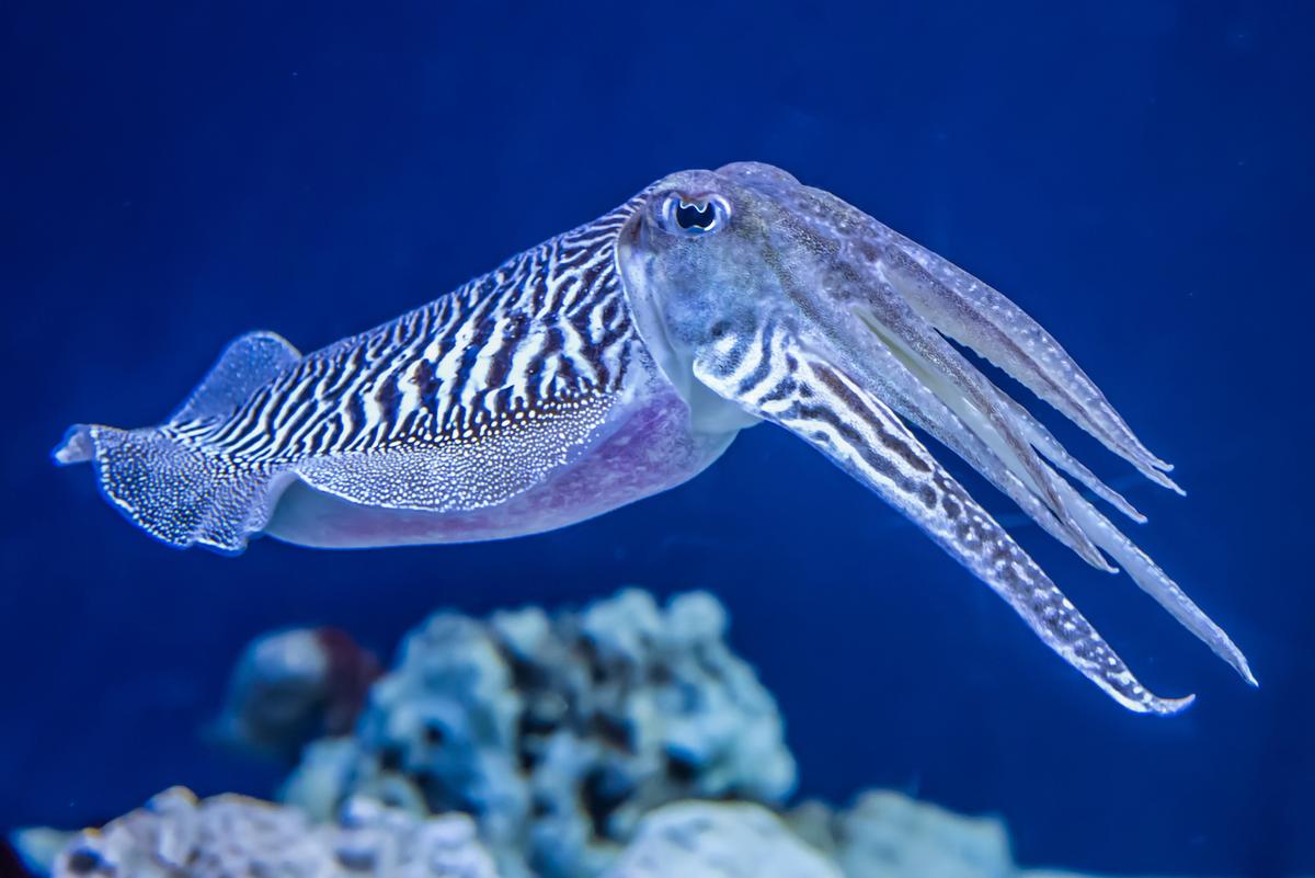 Why cuttlefish are so good at camouflage