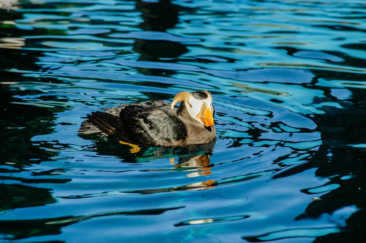 Earth.com exclusive: Sea birds of the north