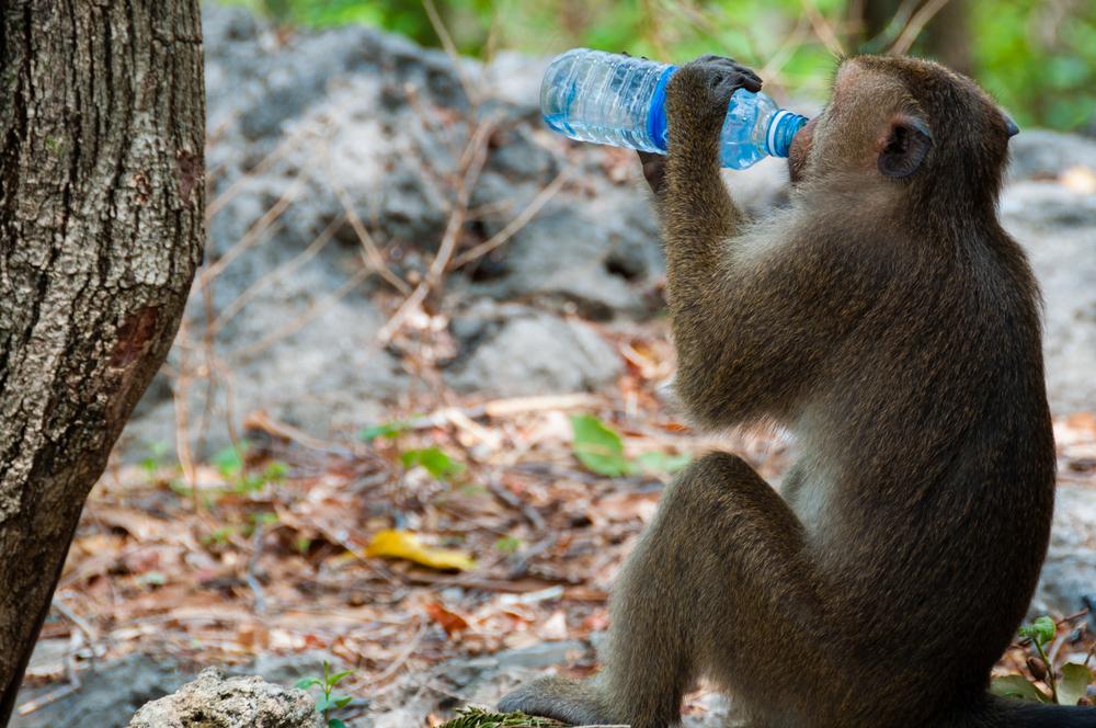 When it comes to brand logos, sex sells – even for monkeys