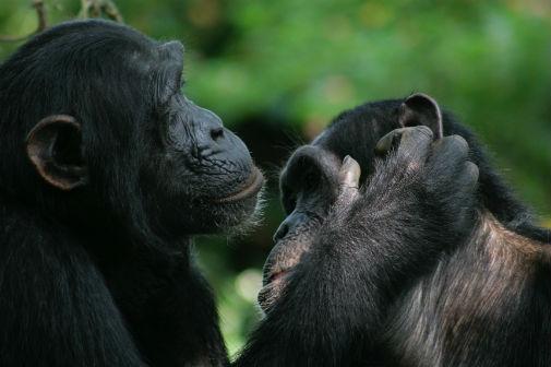 Bonobos and chimps speak a similar language
