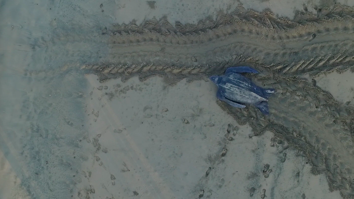 Drone footage helps turtle conservation