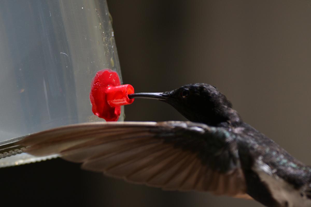 Hummingbirds that sound like crickets